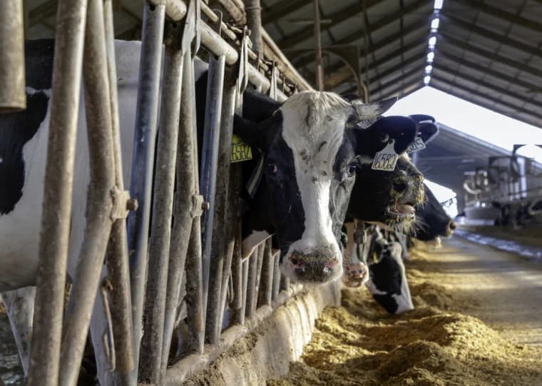 O Paradoxo da Bacia Leiteira: Por que Mato Grosso Não É um Gigante na Produção de Leite in Natura?